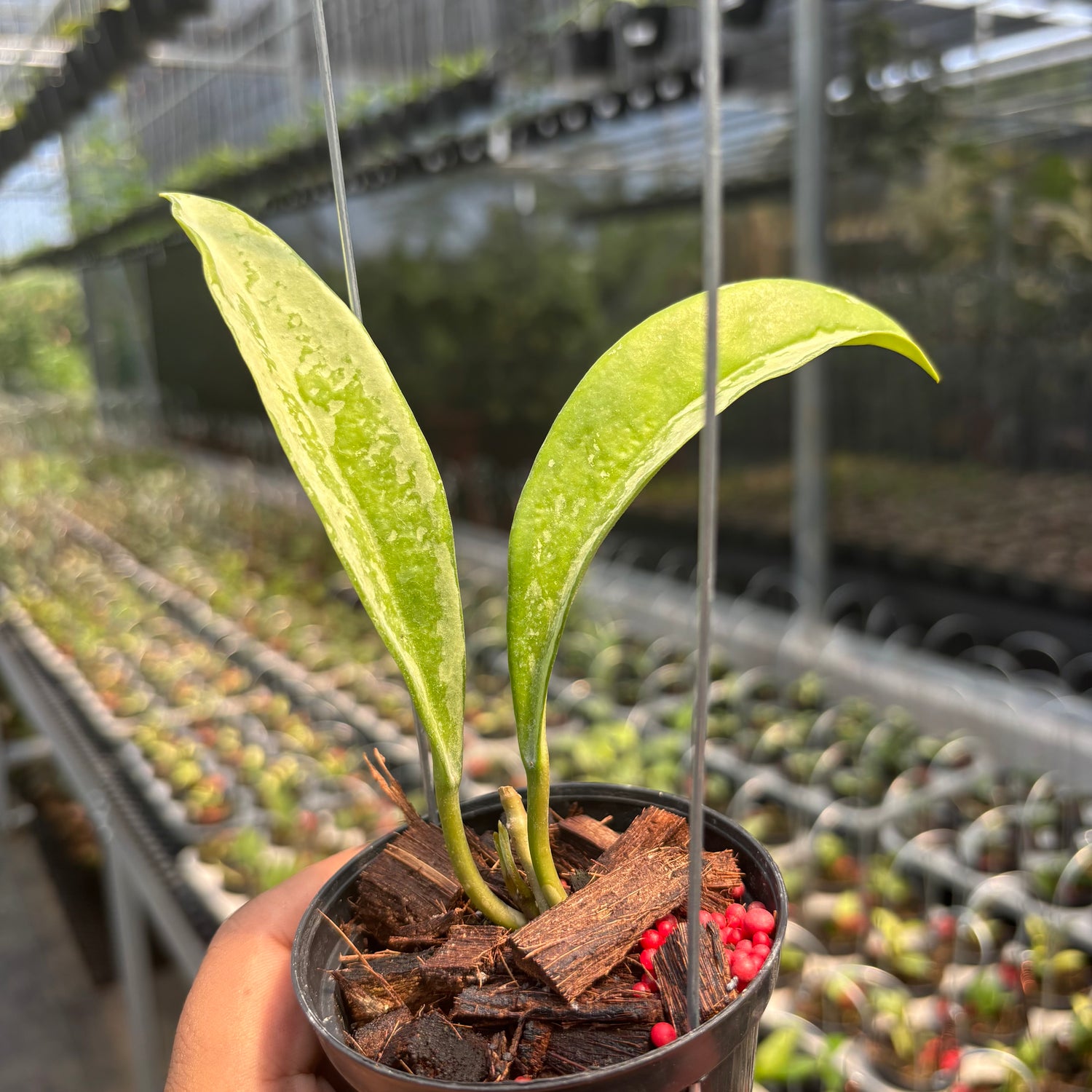 Hoya AH-074