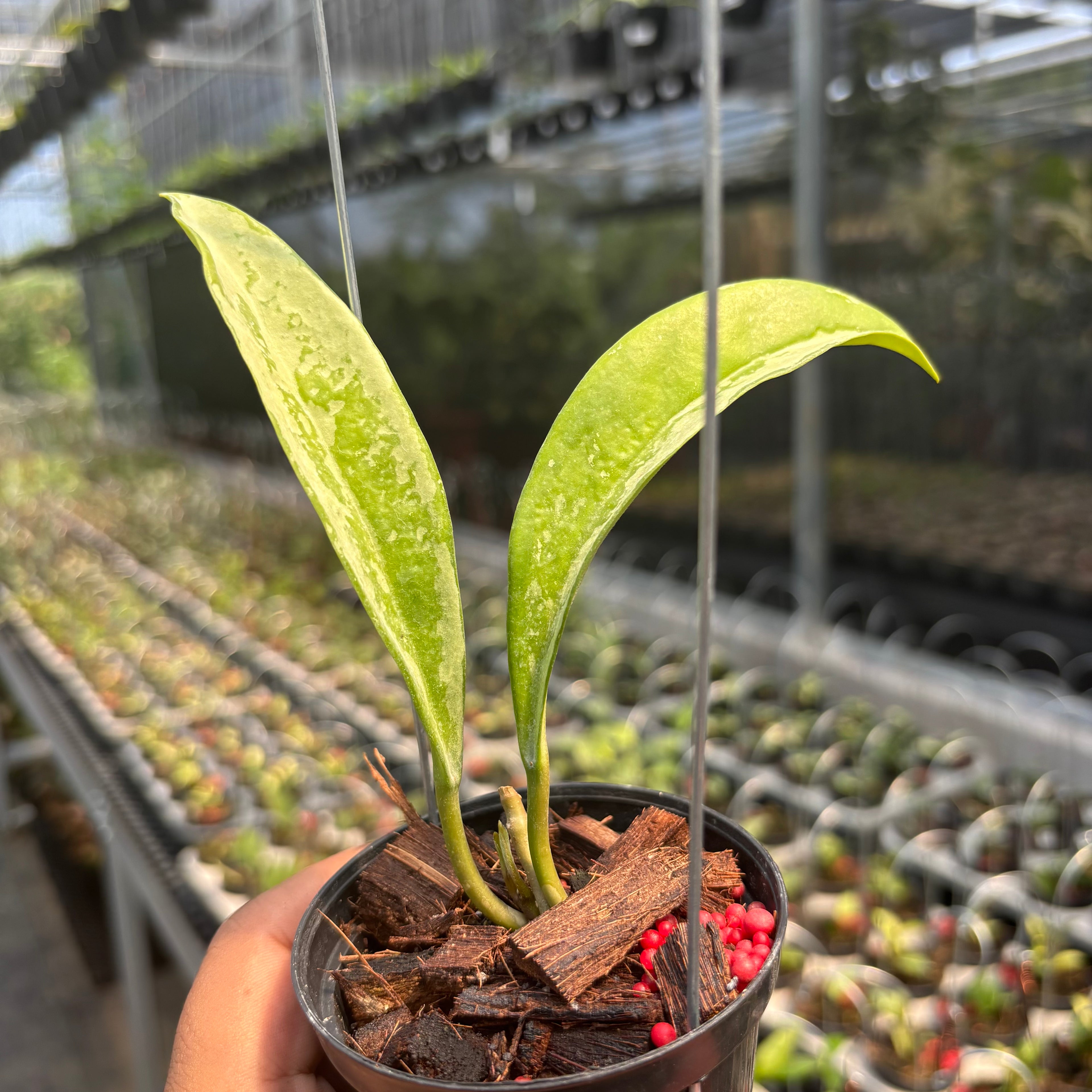 Hoya AH-074