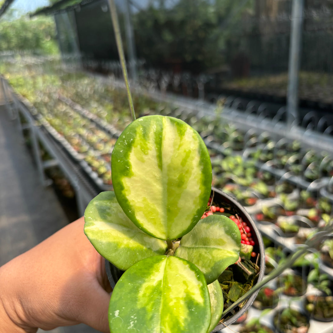 Hoya Obovata Variegated