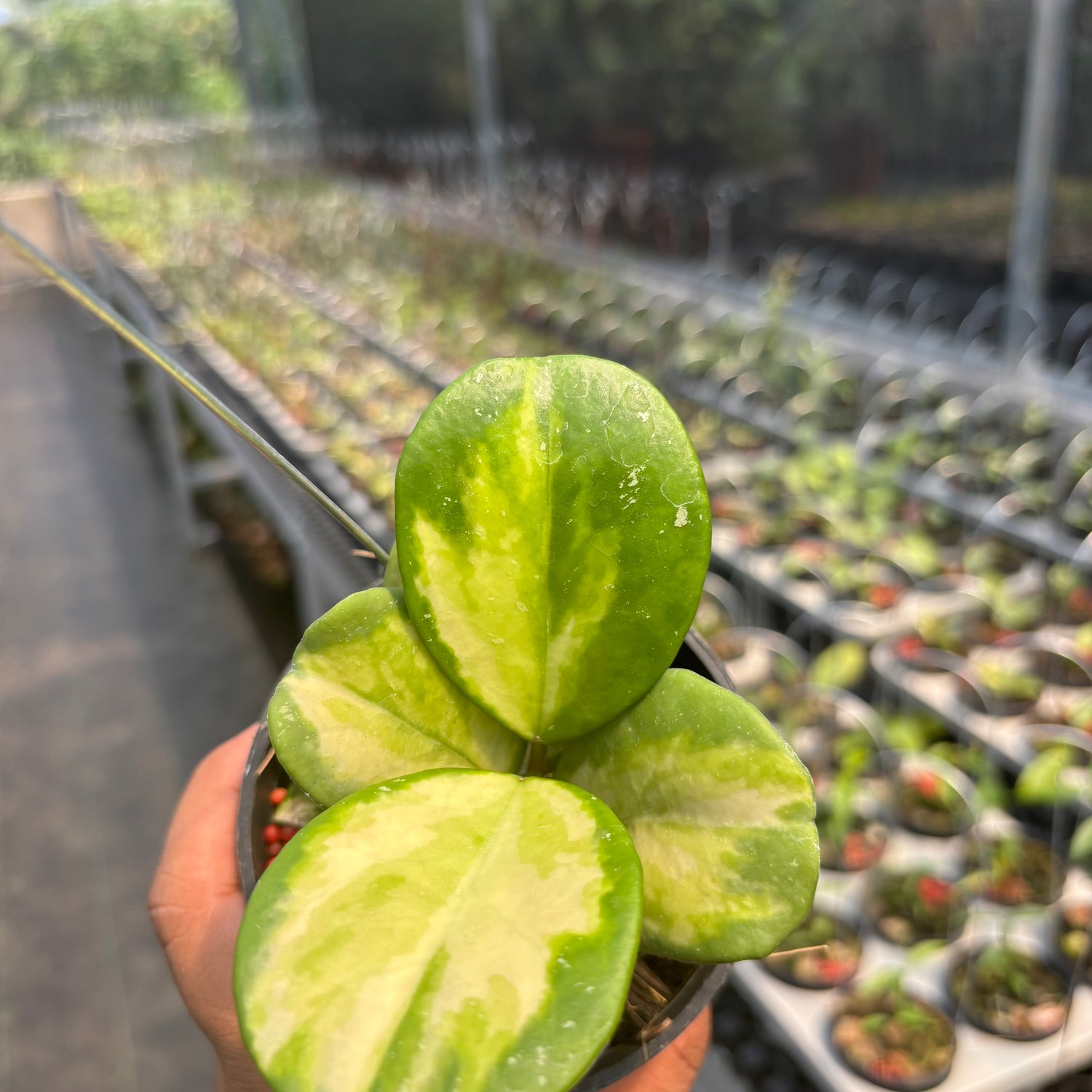 Hoya Obovata Variegated
