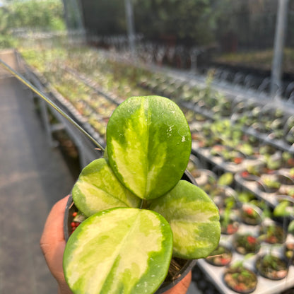 Hoya Obovata Variegated