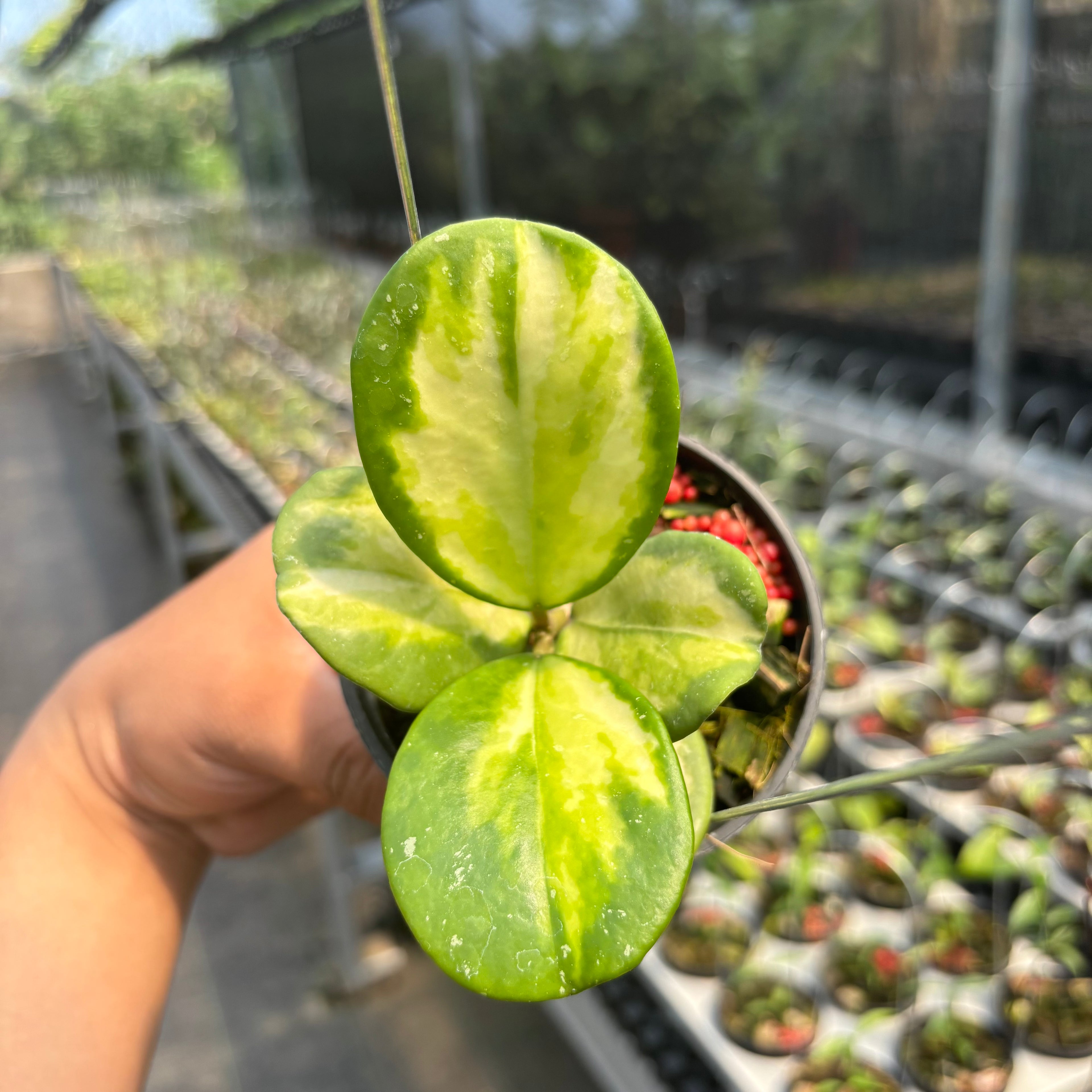 Hoya Obovata Variegated