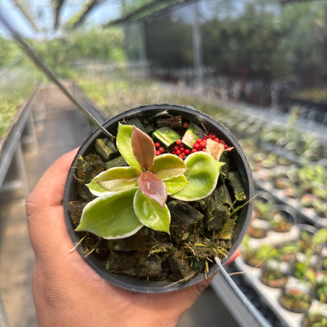 🎁 Hoya Carnosa &quot;Holliana&quot; (100% off)
