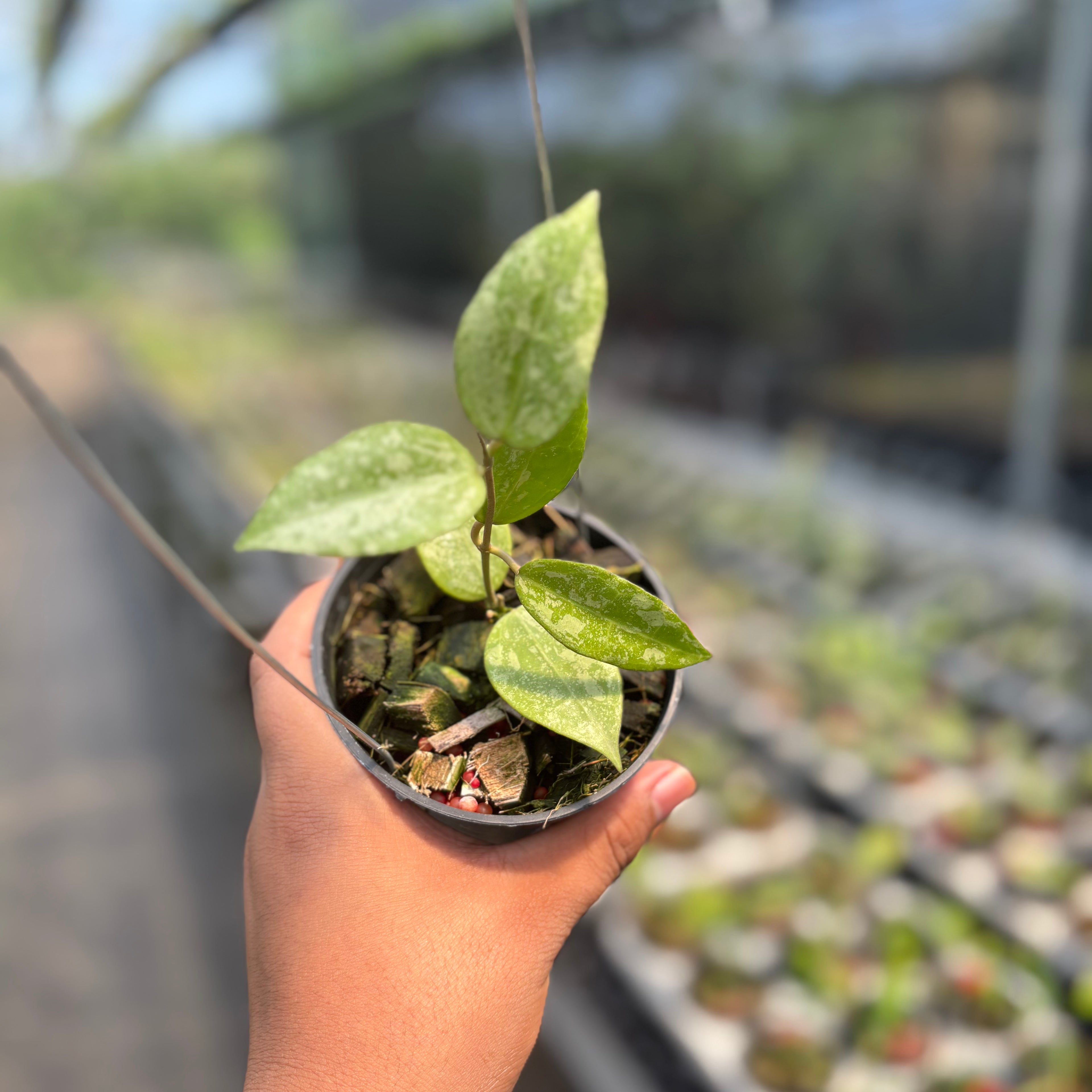 Hoya Verticillata &quot;BM-Splash&quot; VN-690 C
