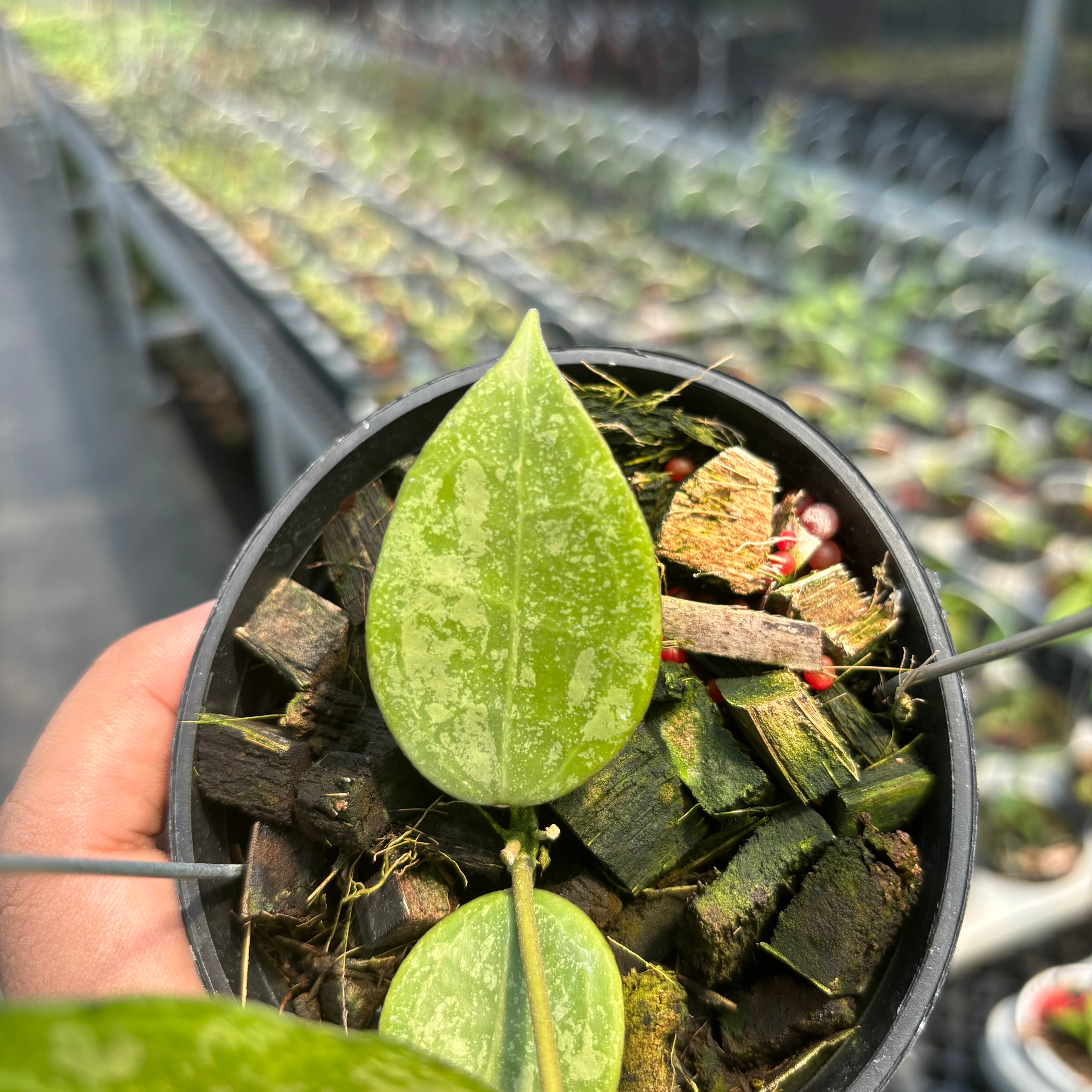 Hoya Verticillata &quot;BM-Splash&quot; VN-690 C