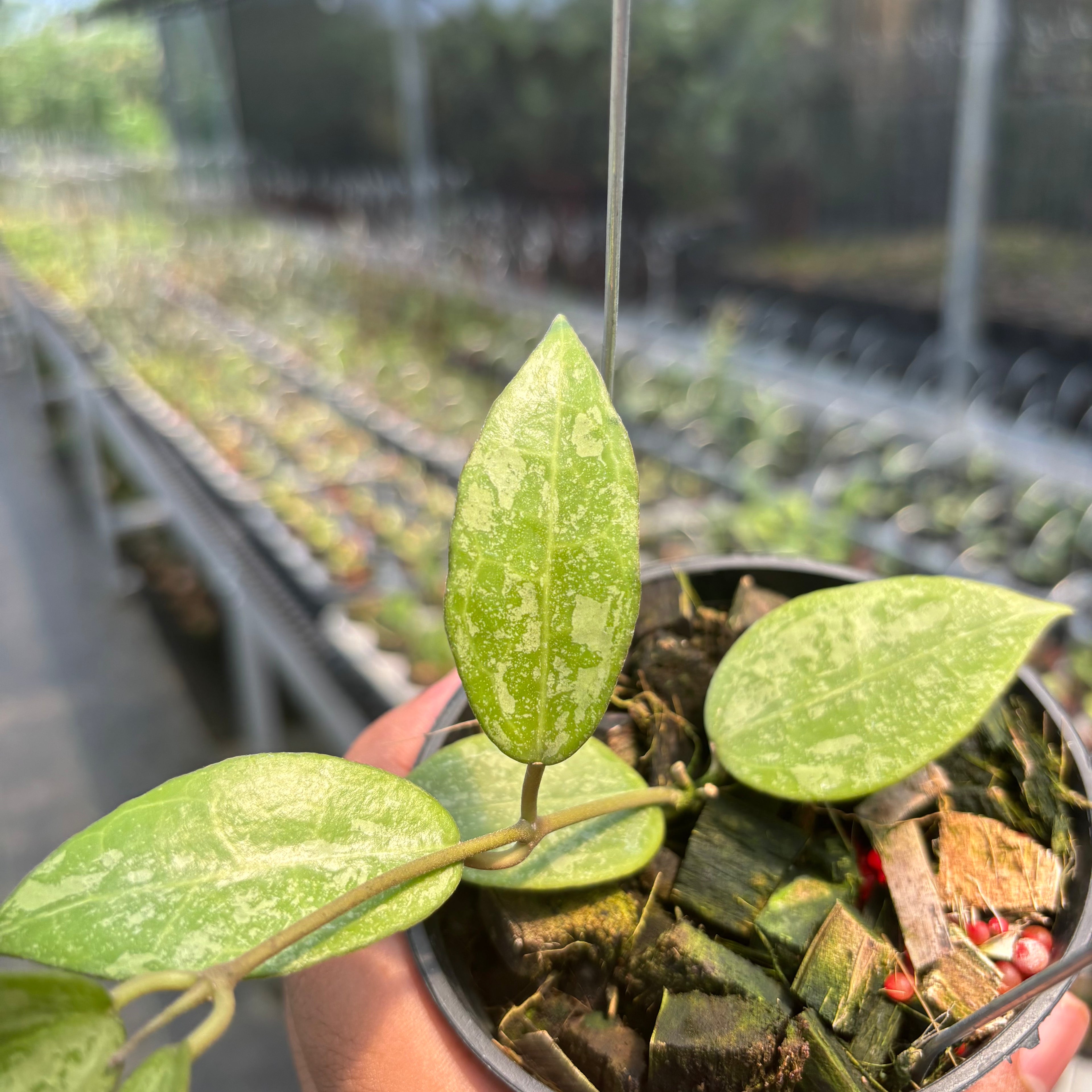 Hoya Verticillata &quot;BM-Splash&quot; VN-690 C