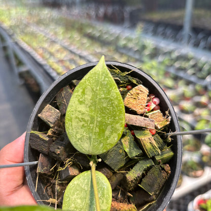 Hoya Verticillata "BM-Splash" VN-690 C