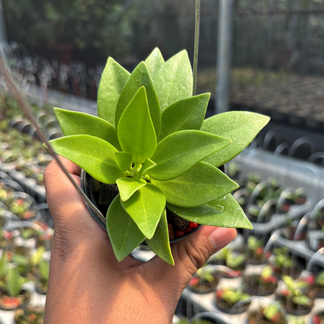 Hoya Pachylada &quot;Snow Lotus&quot;