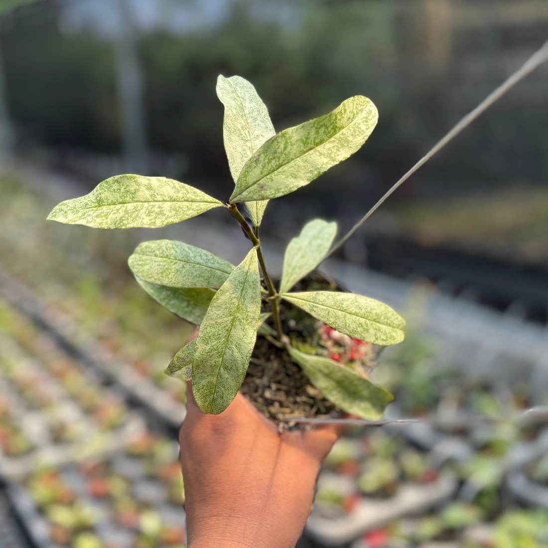Hoya Multiflora &quot;Silver&quot;