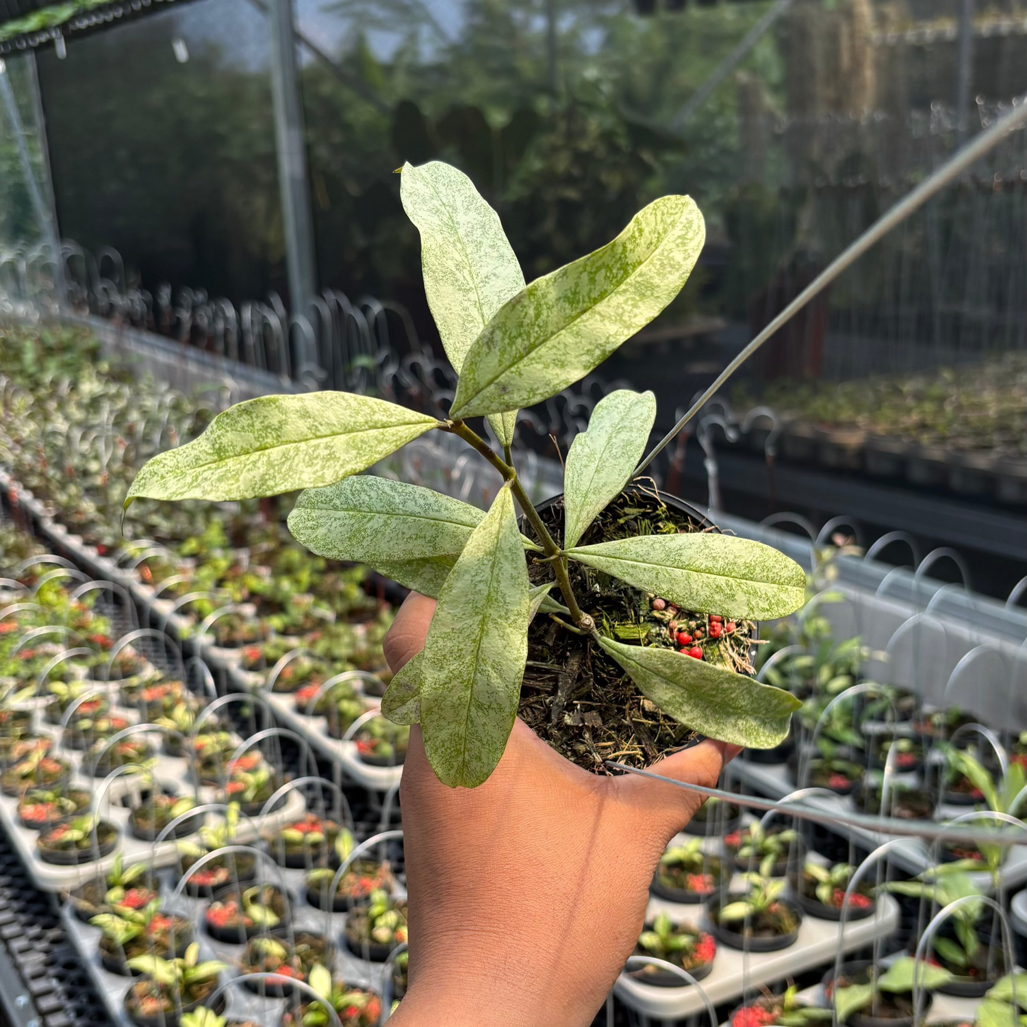 Hoya Multiflora &quot;Silver&quot;