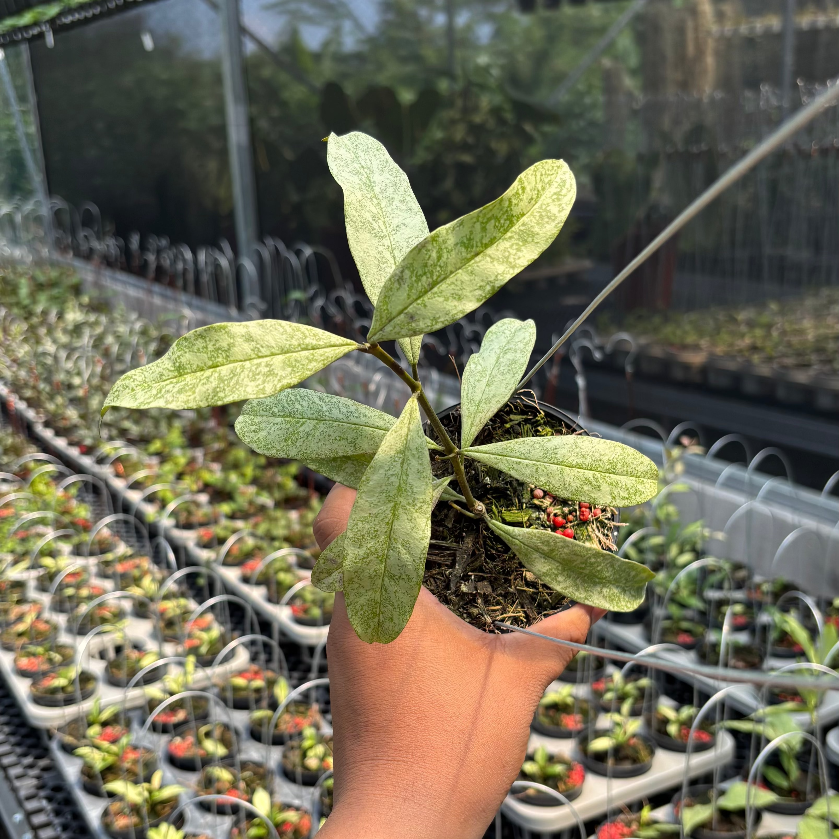 Hoya Multiflora &quot;Silver&quot;