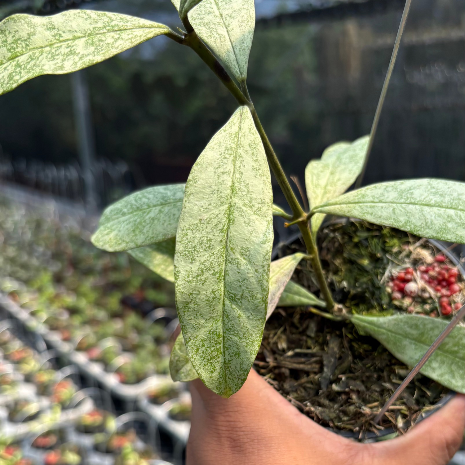 Hoya Multiflora &quot;Silver&quot;