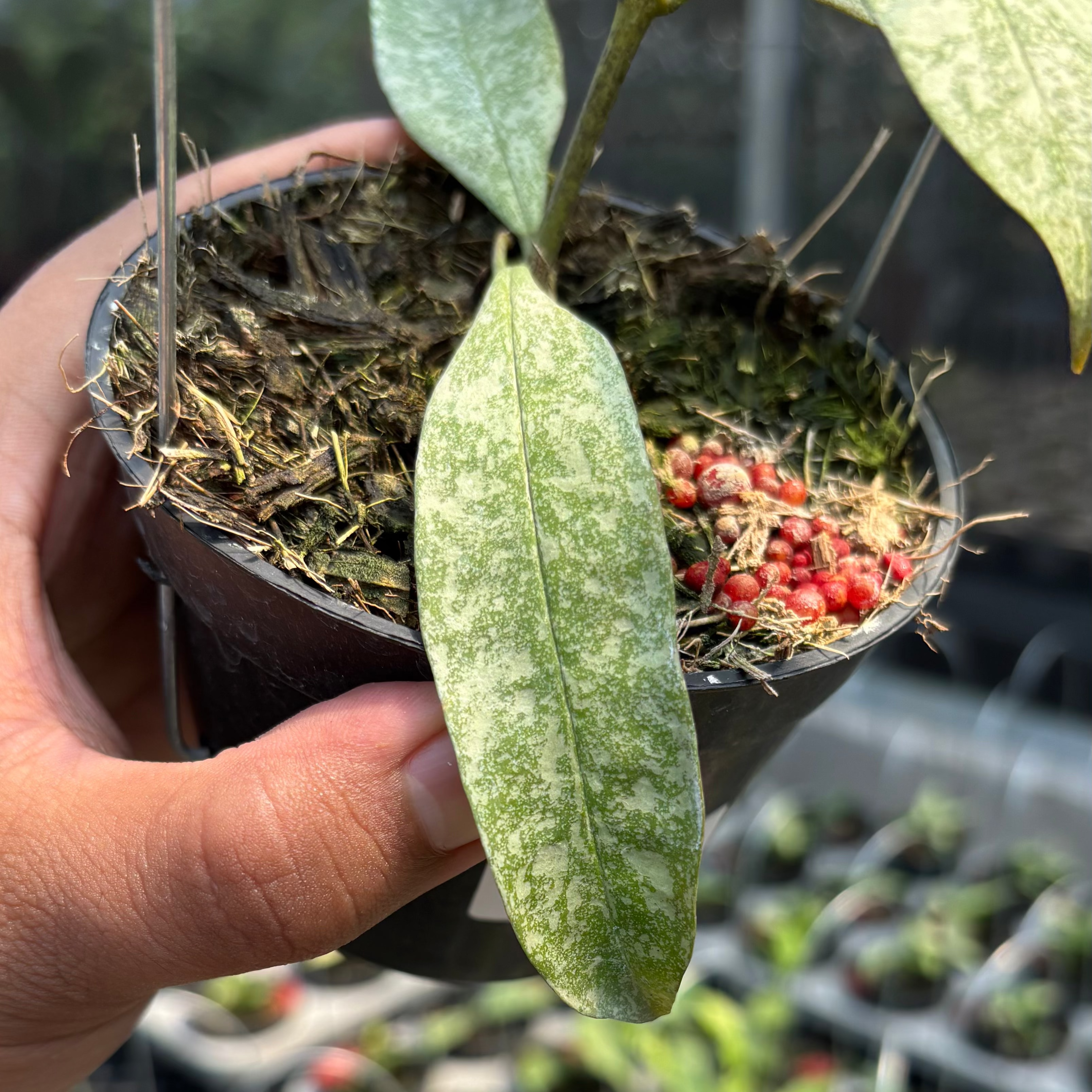 Hoya Multiflora &quot;Silver&quot;