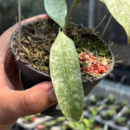 Hoya Multiflora "Silver"