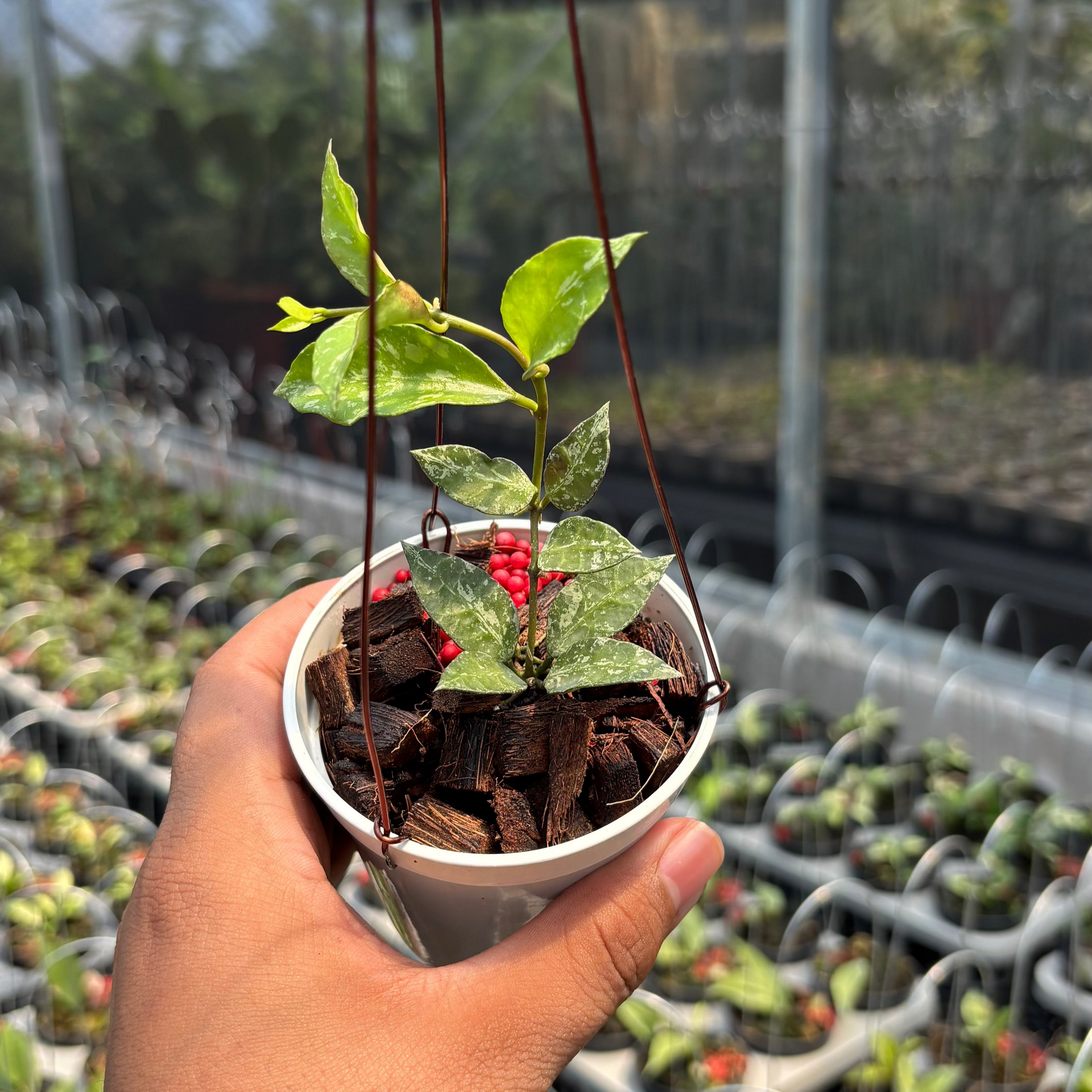 IMG_7696.heic?v=1756804406&