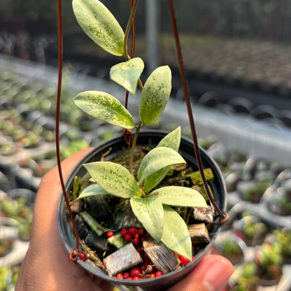 Hoya aff Puber "Silver"