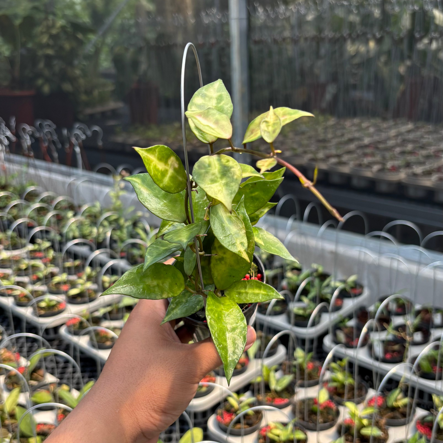 Hoya Lacunosa &quot;VN-726&quot;