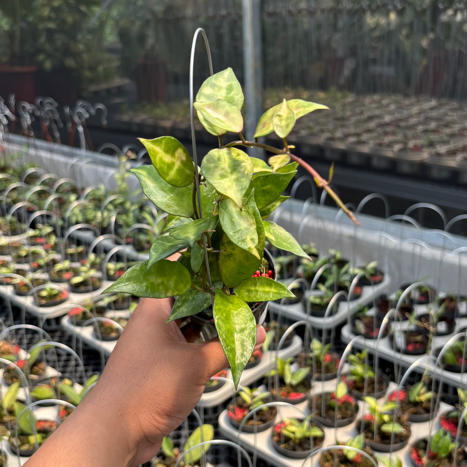 Hoya Lacunosa &quot;VN-726&quot;