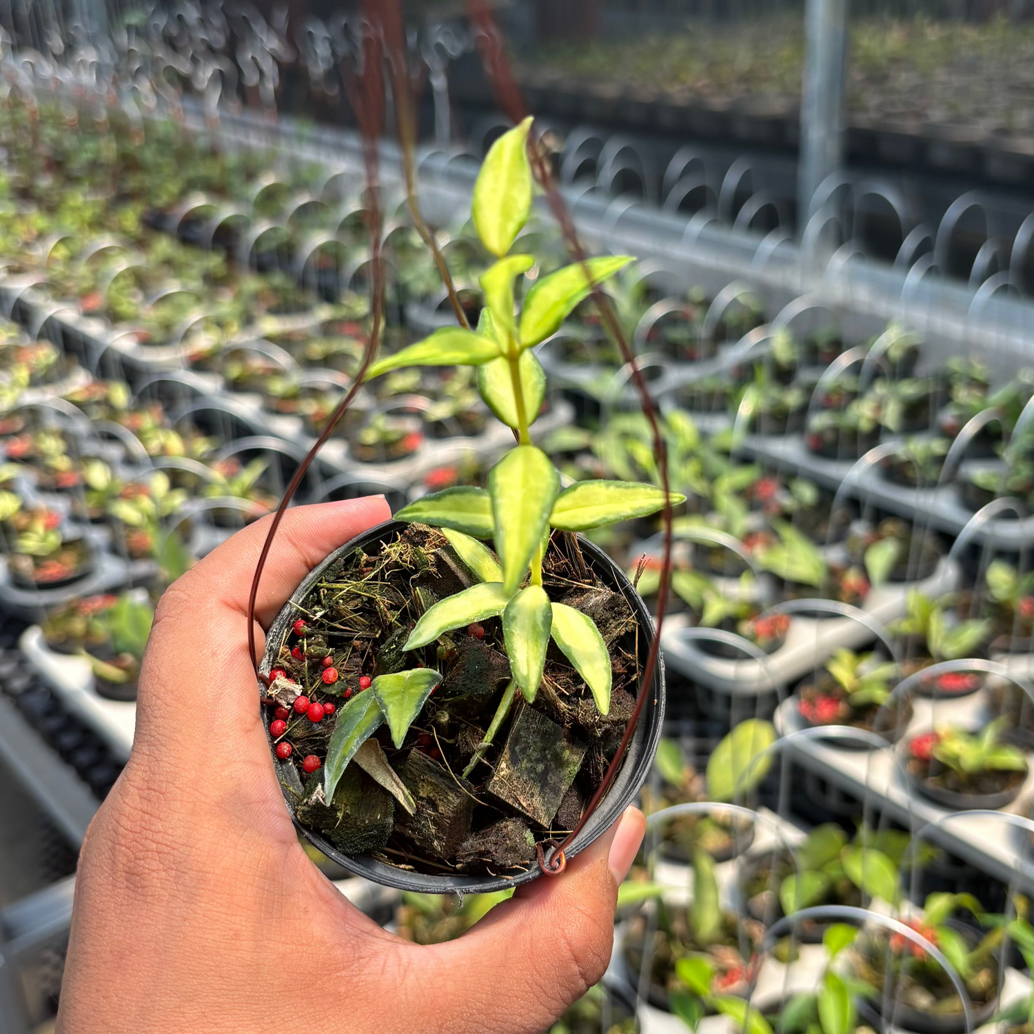Hoya Bella &quot;Lida Buis&quot;
