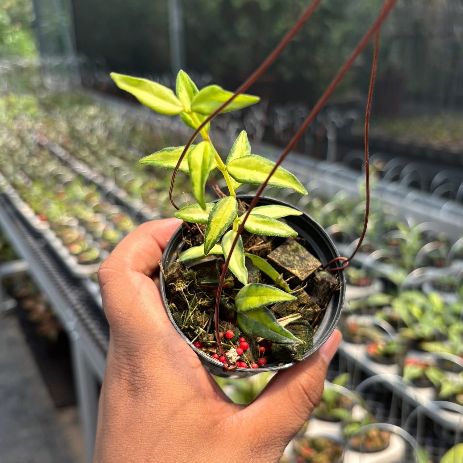 Hoya Bella &quot;Lida Buis&quot;