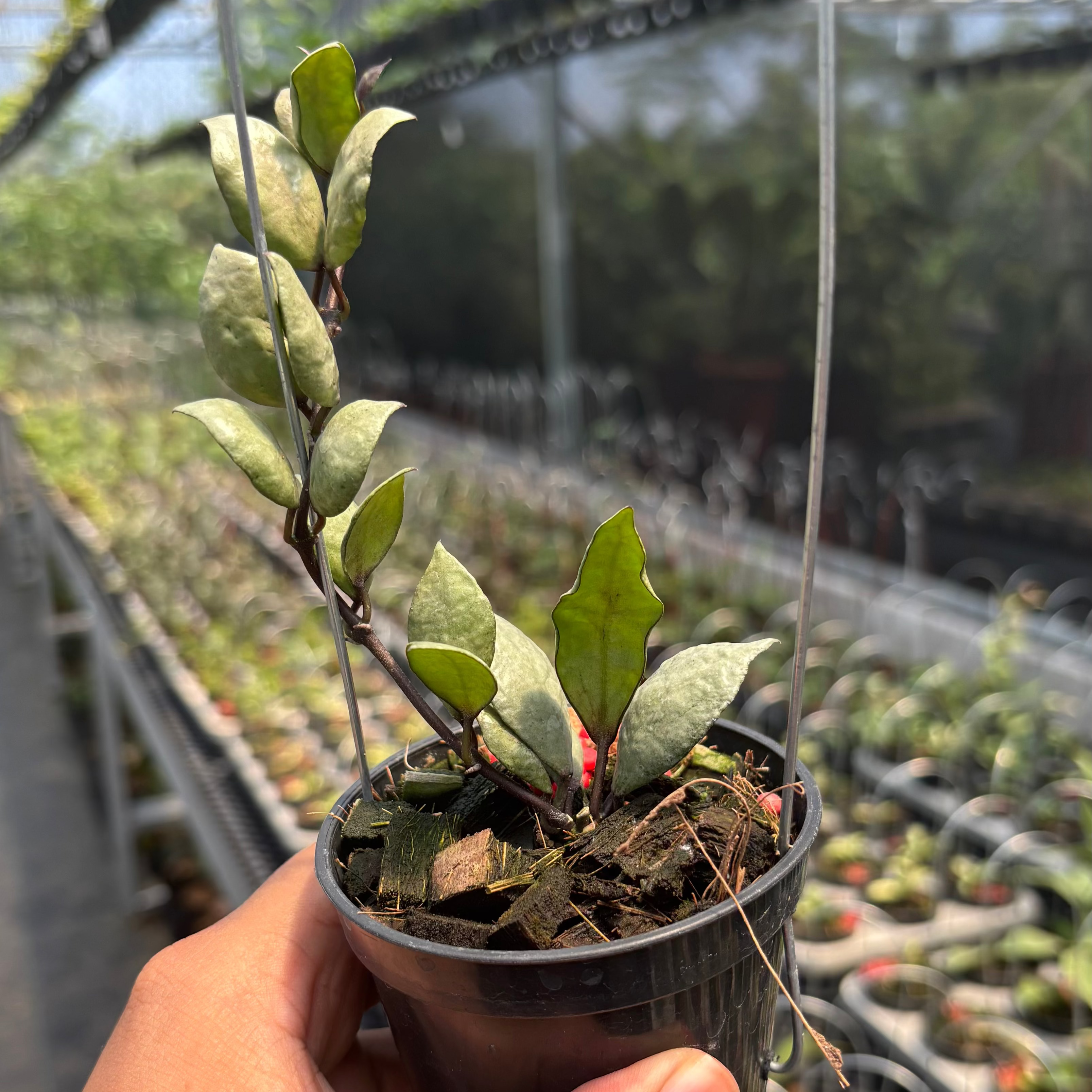 Hoya Lacunosa &quot;Violet&quot;