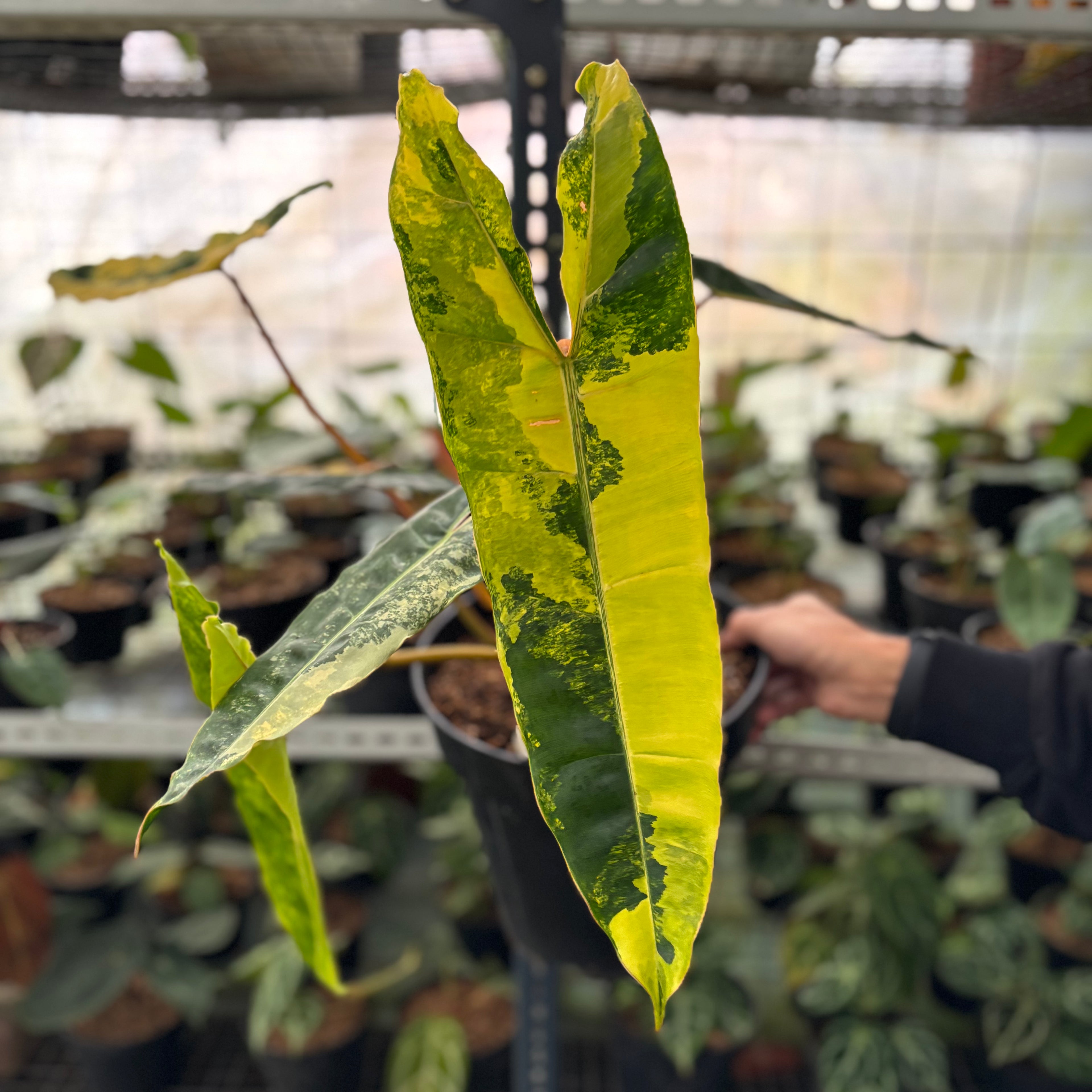 RP1-2 Philodendron Billiteae Variegated Mature Size