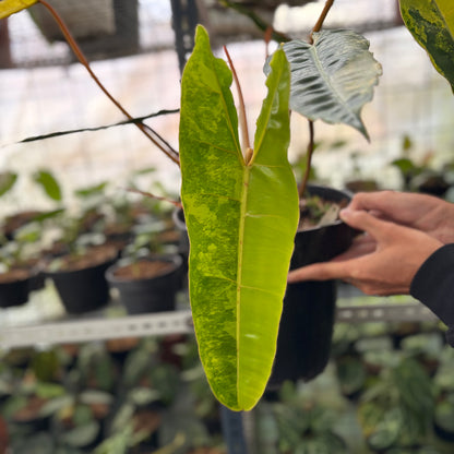 RP1-2 Philodendron Billiteae Variegated Mature Size