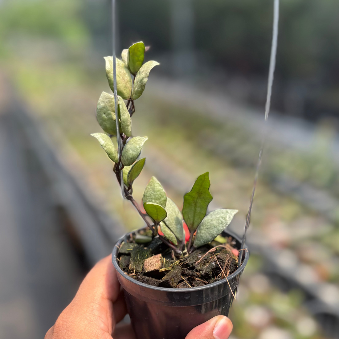 Hoya Lacunosa "Violet"