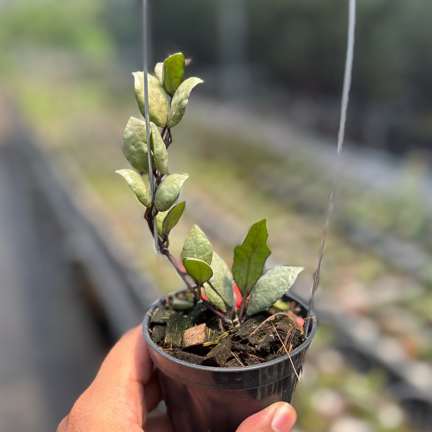 Hoya Lacunosa &quot;Violet&quot;