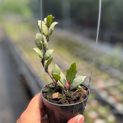 Hoya Lacunosa "Violet"