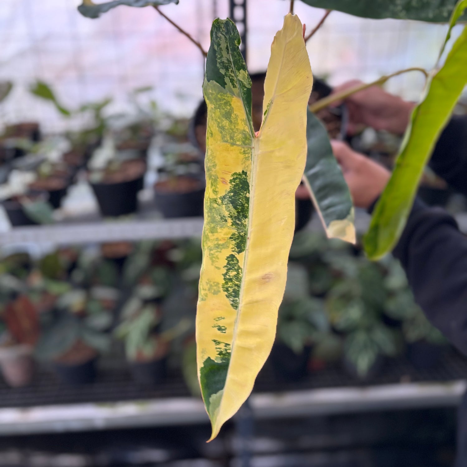 RP1-2 Philodendron Billiteae Variegated Mature Size