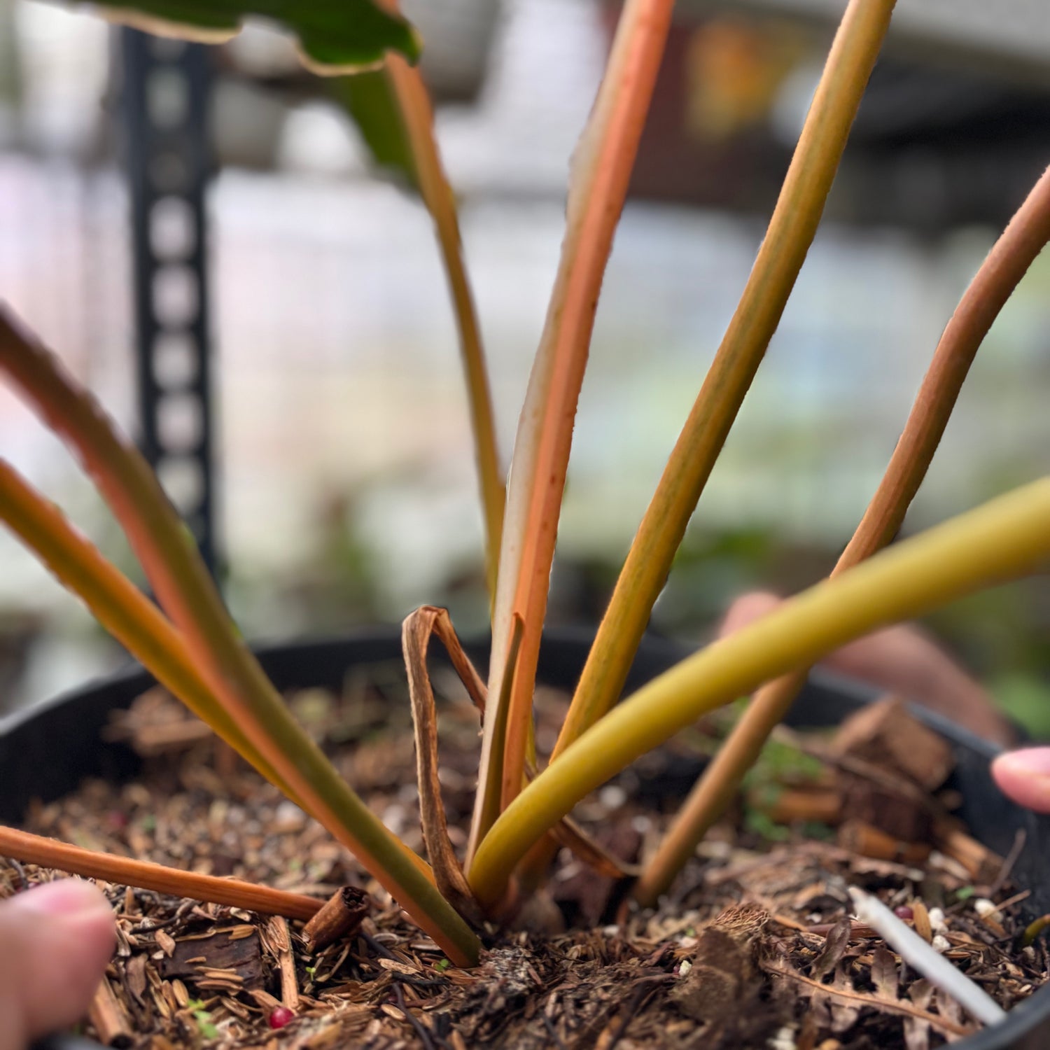 RP1-2 Philodendron Billiteae Variegated Mature Size