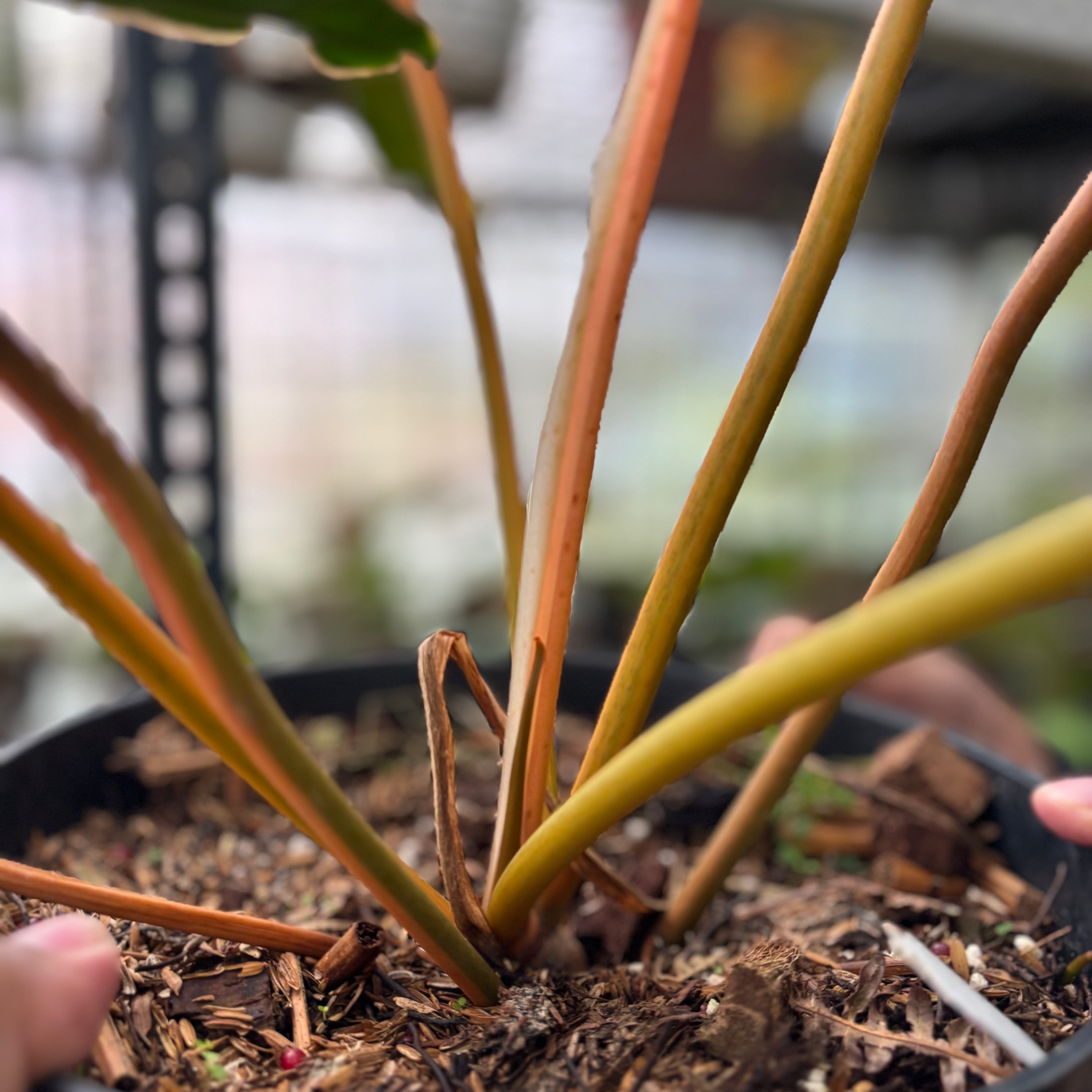 RP1-2 Philodendron Billiteae Variegated Mature Size