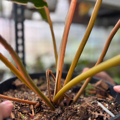 RP1-2 Philodendron Billiteae Variegated Mature Size