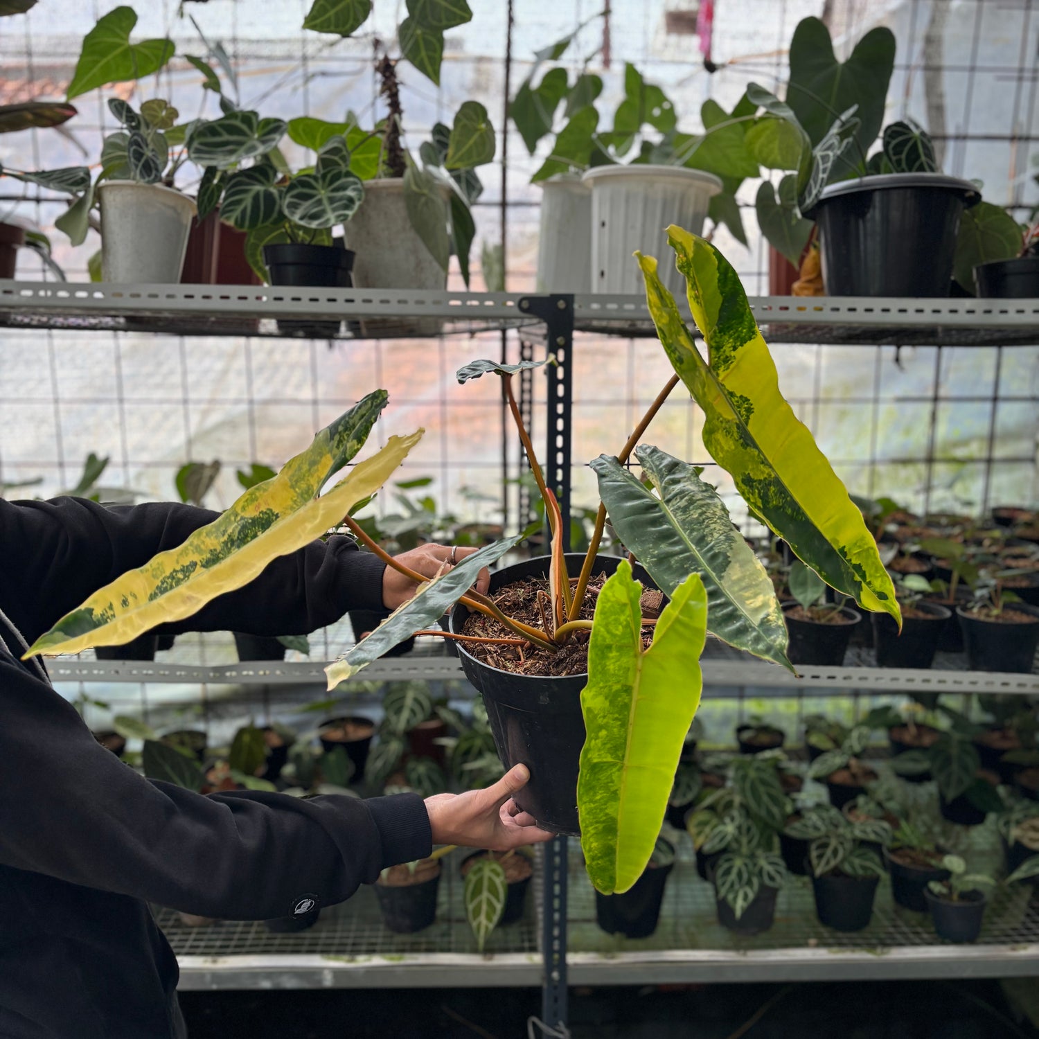 RP1-2 Philodendron Billiteae Variegated Mature Size