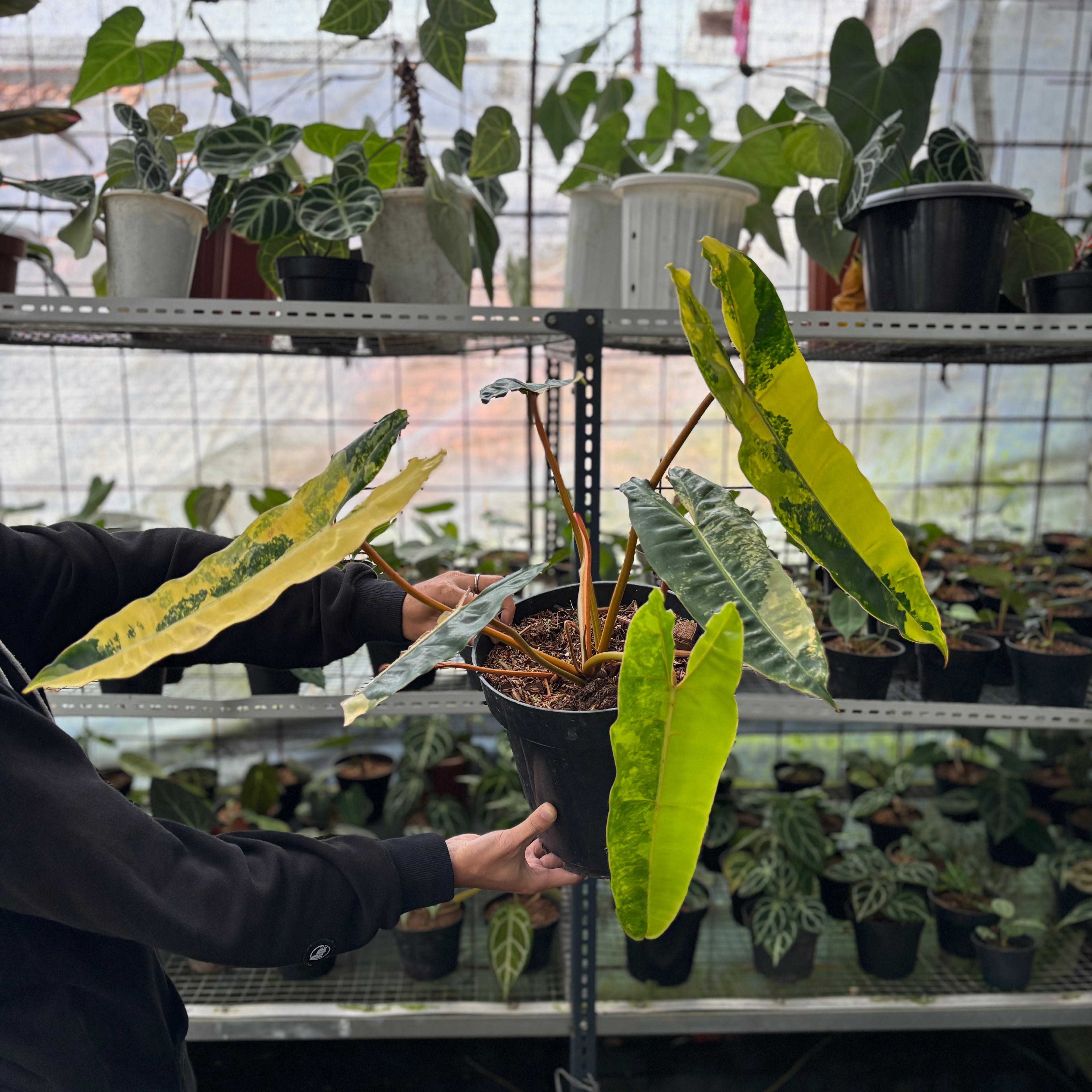 RP1-2 Philodendron Billiteae Variegated Mature Size