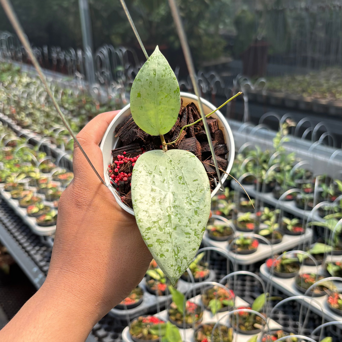 Hoya Glabra Borneo &quot;Solver&quot; VN-854