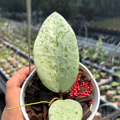 Hoya Glabra Borneo "Solver" VN-854