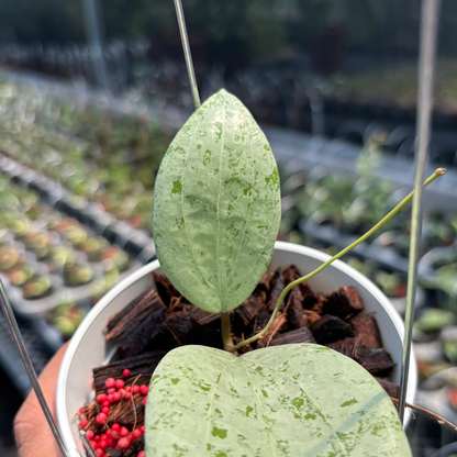 Hoya Glabra Borneo "Solver" VN-854
