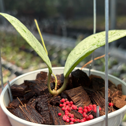 Hoya Glabra Borneo "Solver" VN-854