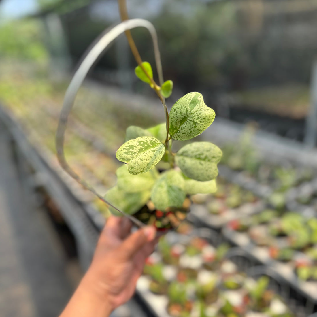 🎁 Hoya Deykei "Morning Dew" (100% off)