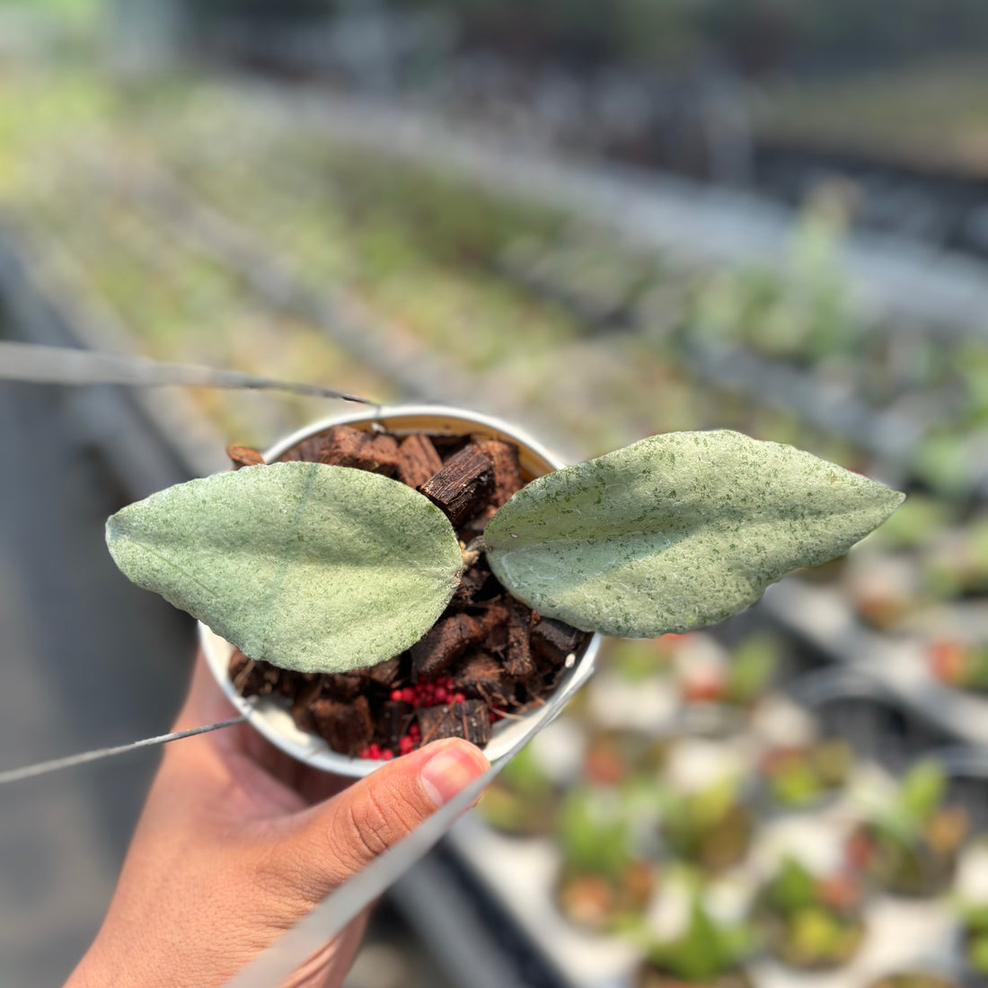 Hoya Caudata &quot;Silver&quot; (Argene)