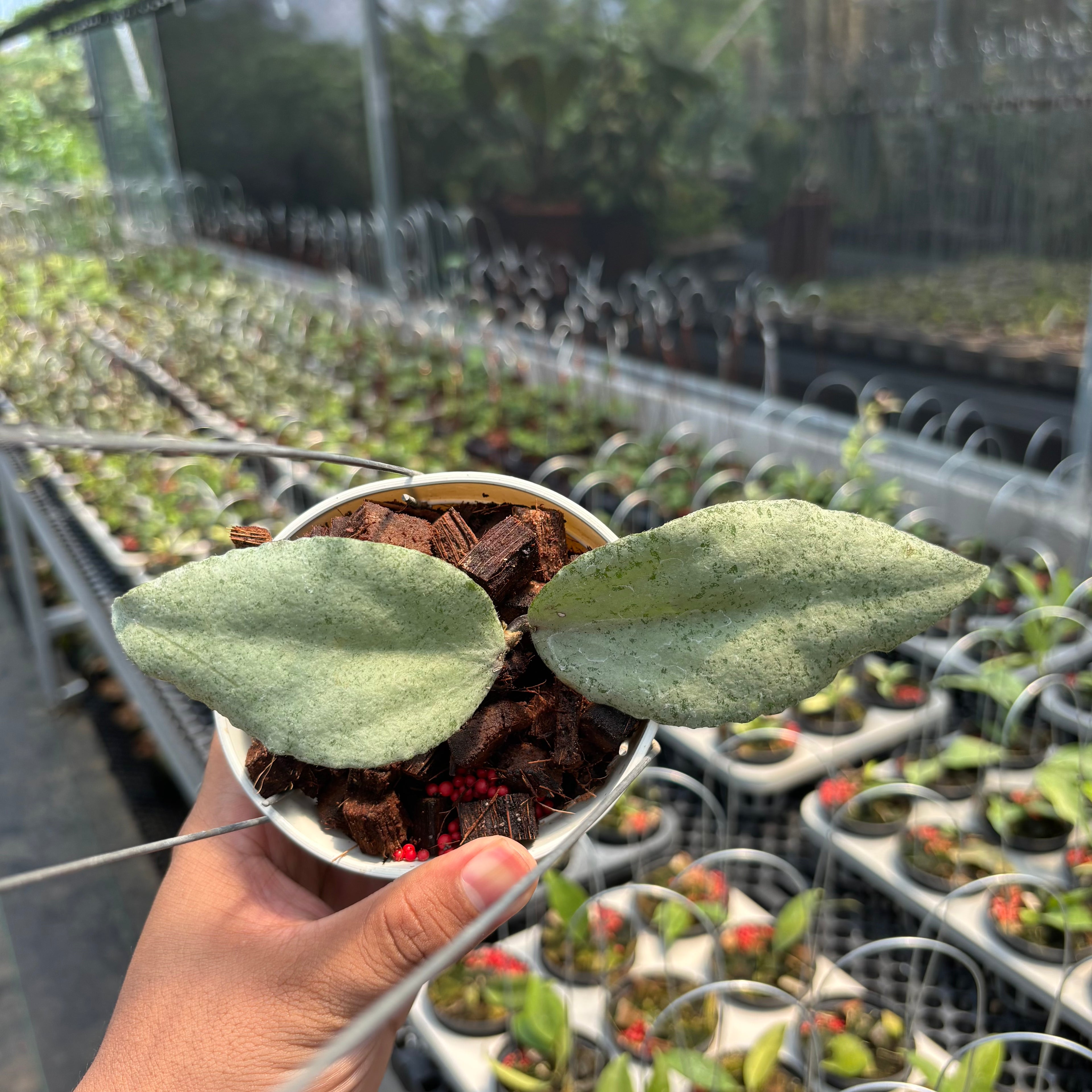 Hoya Caudata &quot;Silver&quot; (Argene)