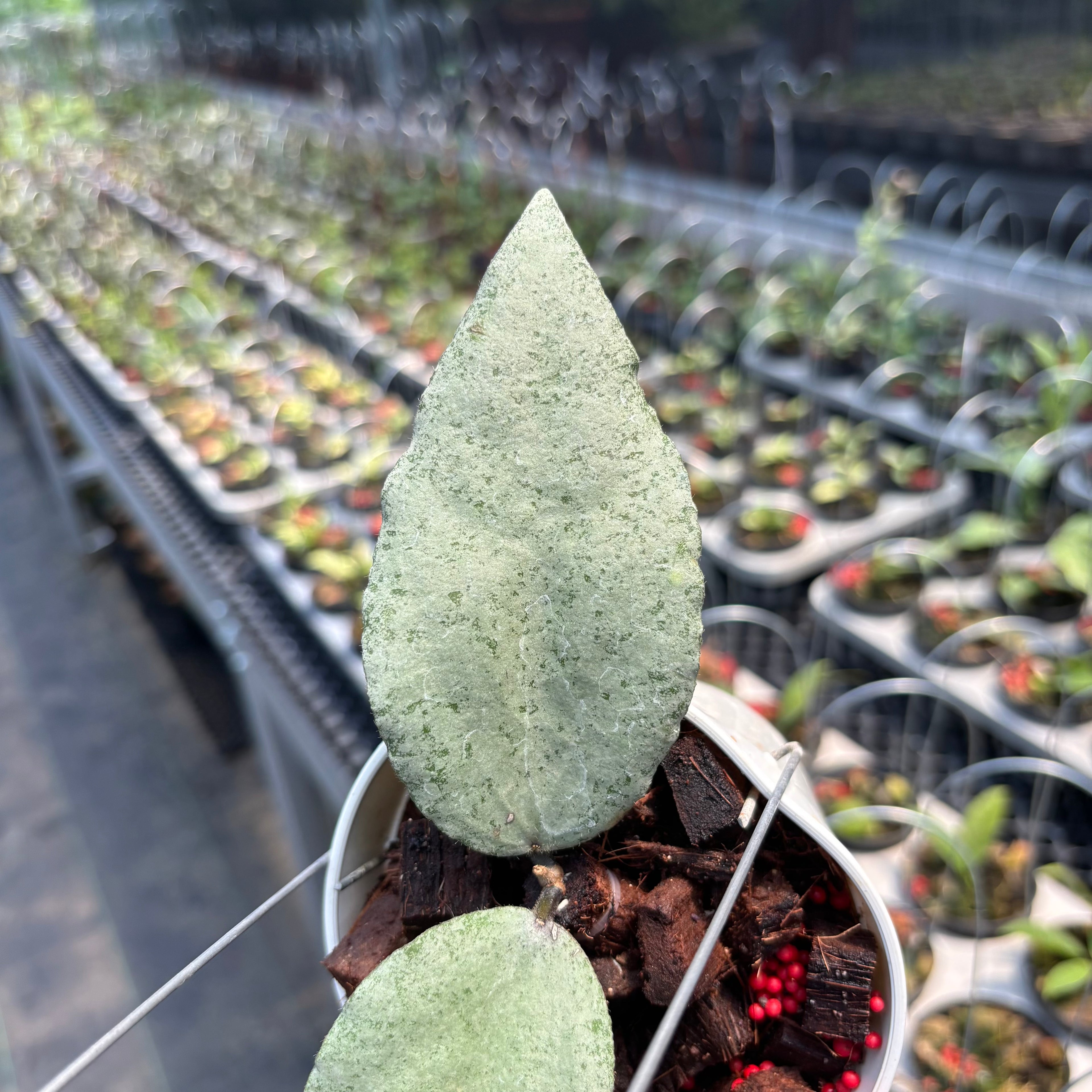Hoya Caudata &quot;Silver&quot; (Argene)