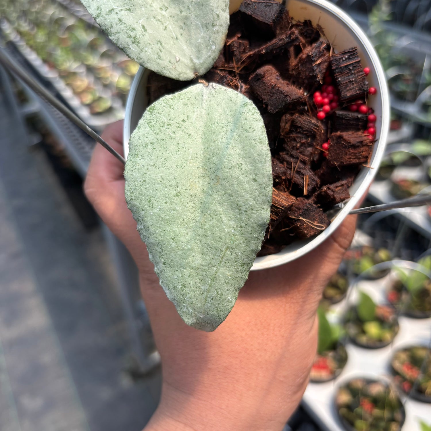 Hoya Caudata &quot;Silver&quot; (Argene)