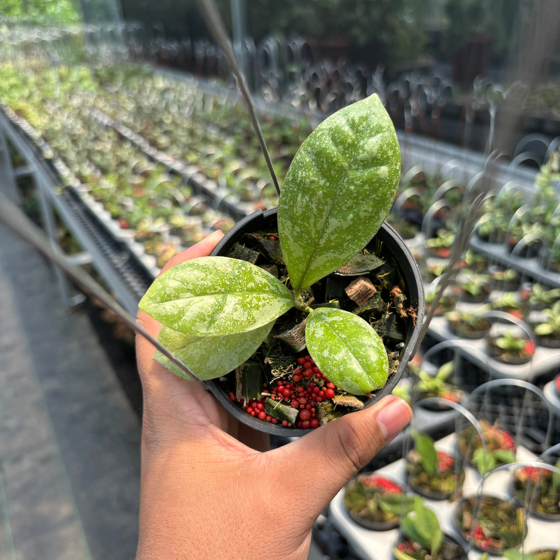 Hoya Sp. Kalbar &quot;Splash&quot; VN-870