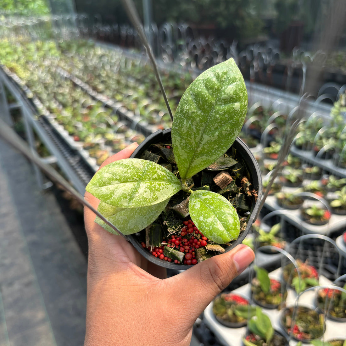 🎁 Hoya Sp. Kalbar &quot;Splash&quot; VN-870 (100% off)