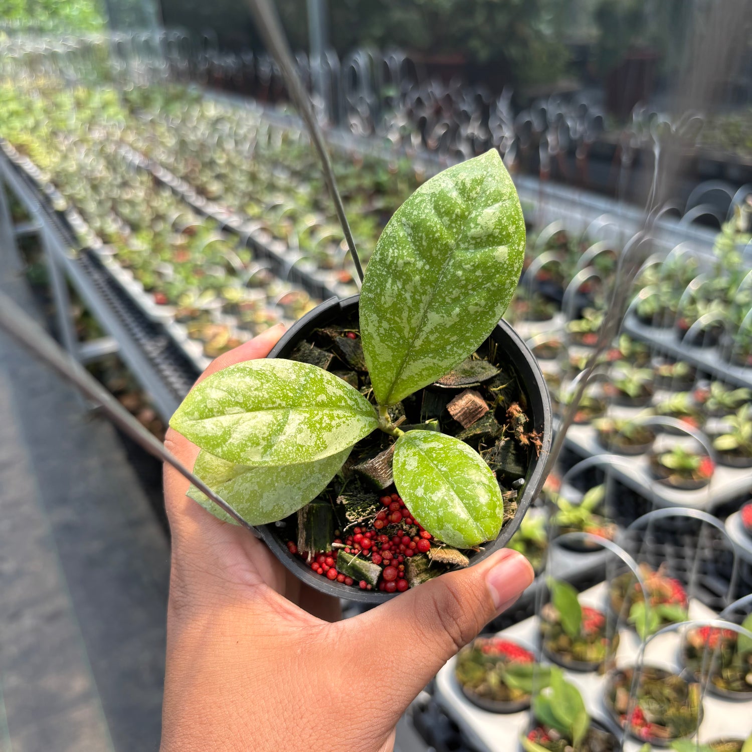 Hoya Sp. Kalbar &quot;Splash&quot; VN-870