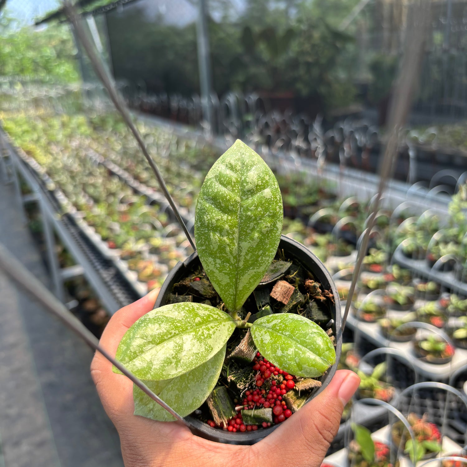 Hoya Sp. Kalbar &quot;Splash&quot; VN-870
