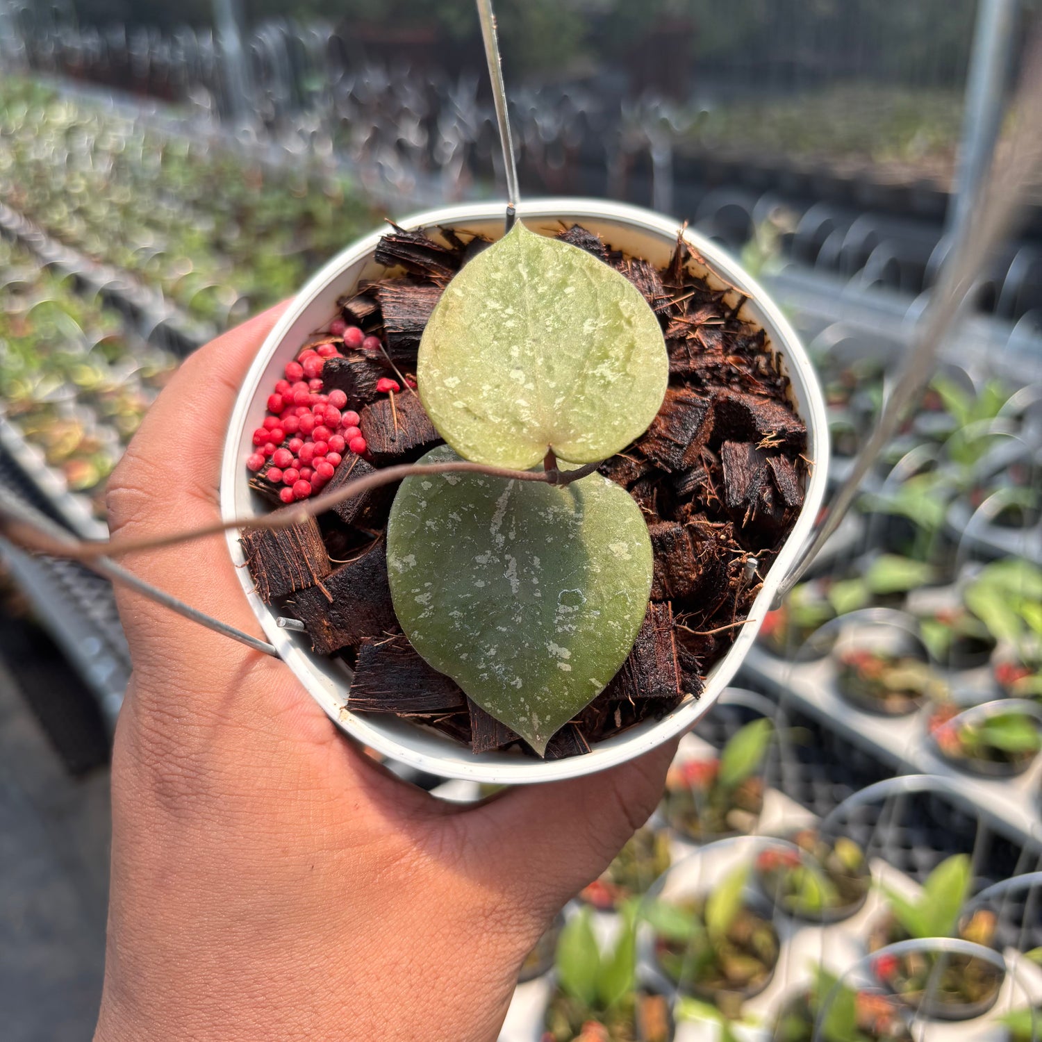 Hoya Verticillata x Hoya Imbricata